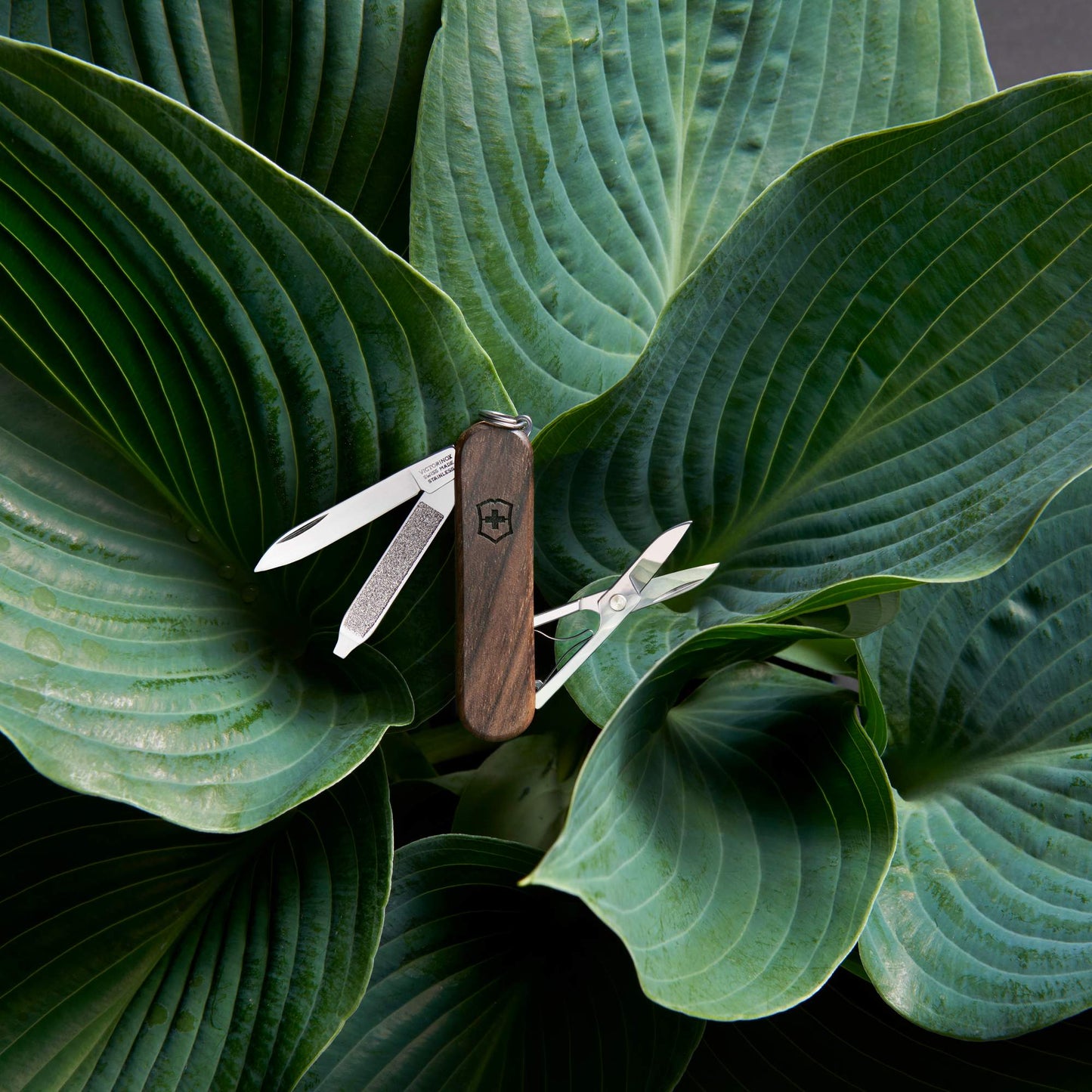 Victorinox CLASSIC SD WOOD - Schweizer Taschenmesser